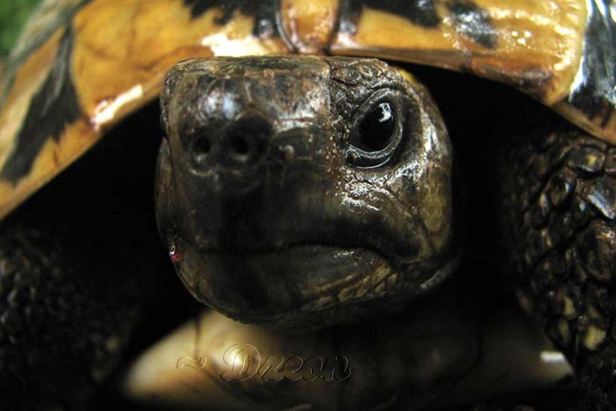 Angry Turtle 7 Angry turtle by Dzeon on DeviantArt