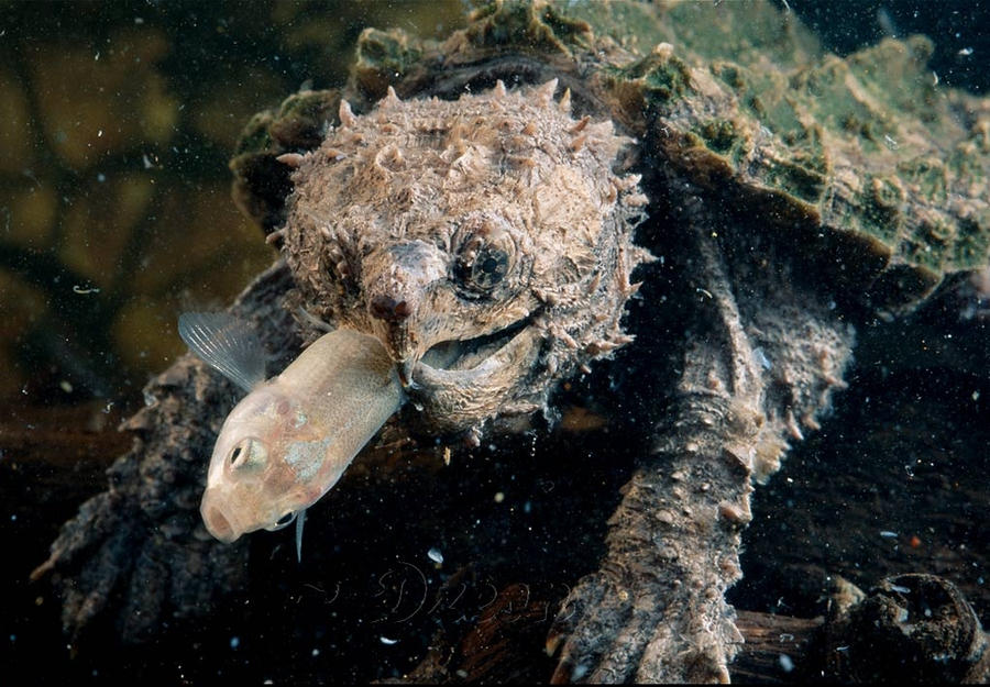Scary turtle by Dzeon on DeviantArt
