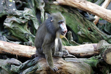 Mandrill