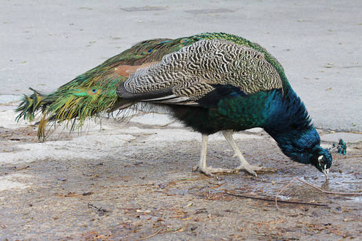 Peacock 1