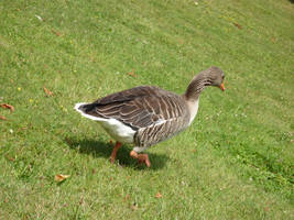 Goose 2