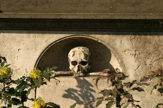 Skull