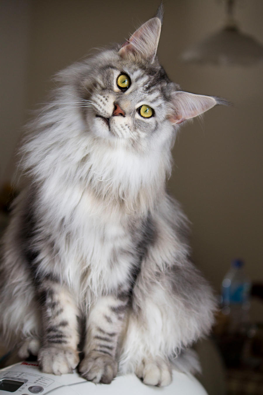 Goliath the Maine Coon