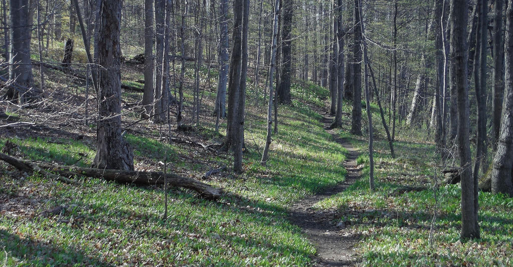Path Less Followed Path Less Followed by SigNexus on DeviantArt