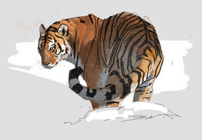 Tiger paint sketch