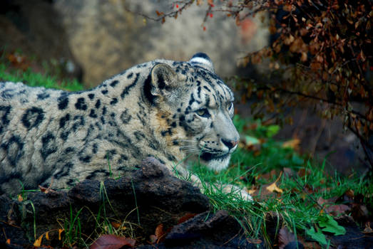 Snow Leopard