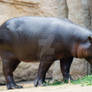 Dwarf hippopotamus