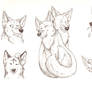 Biro canine sketches