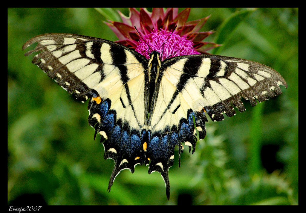 Painted Wings