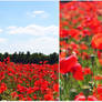 Red poppies...