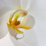 A lovely white flower