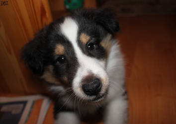 Lurking under the table ...