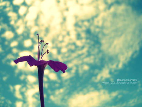 Flower in the sky'