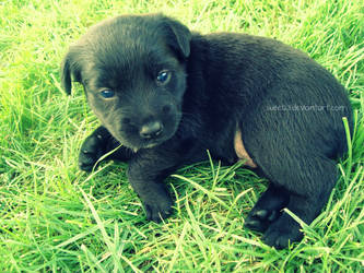 Cute puppy'