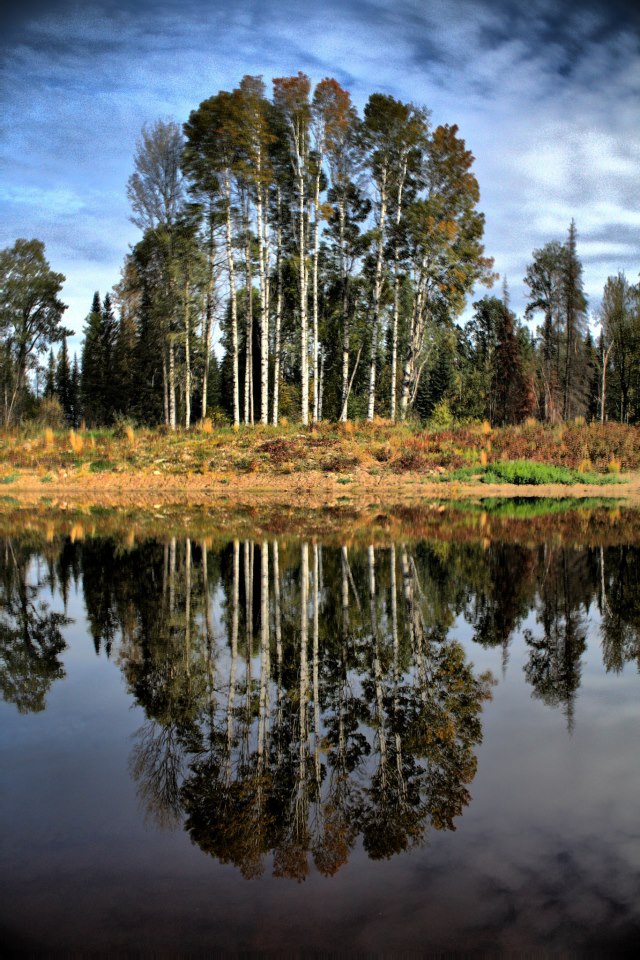 Tree Mirror