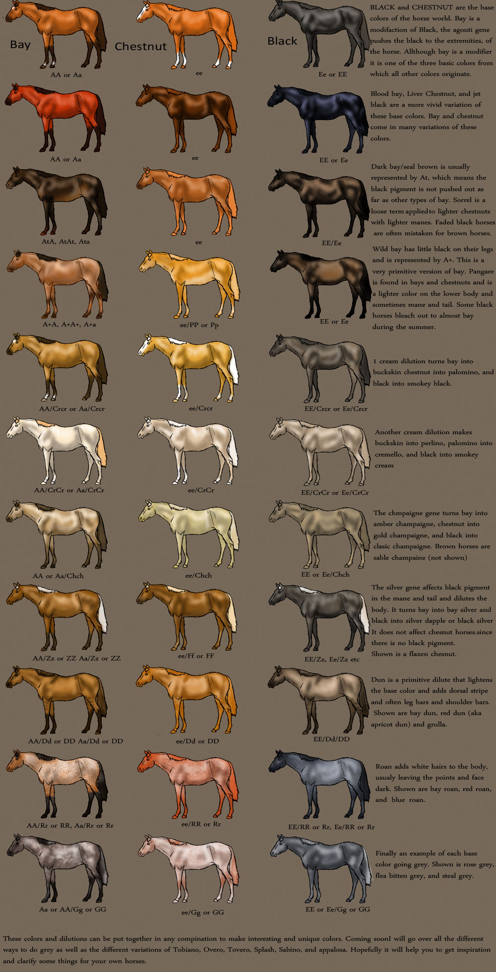 horse Color Chart