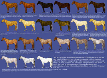 Chestnut Color Genetics Chart