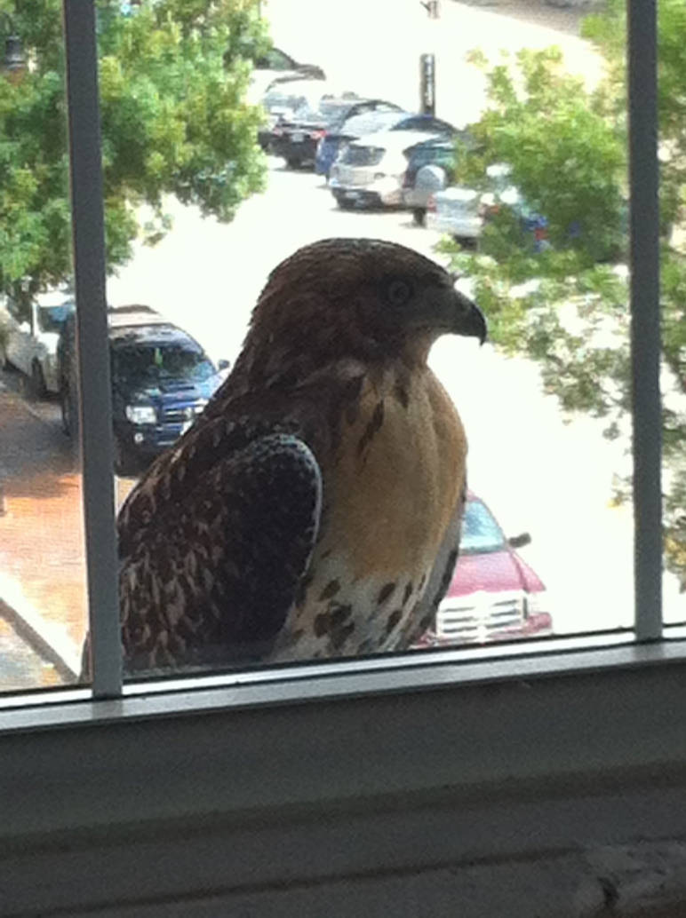 Window Hawk Red Tailed Hawk Looking in Window by marcvance on DeviantArt