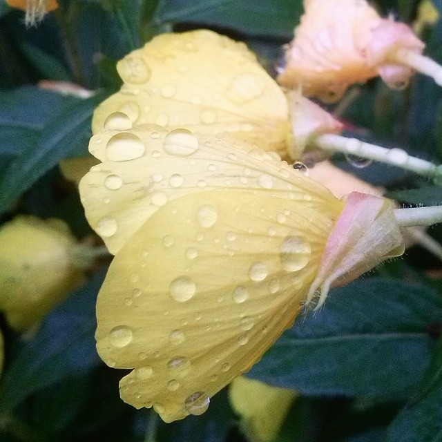Fantastic drops on the flowers