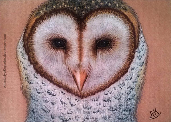 Lovely barn owl