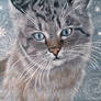 Cat in winter fairy tale