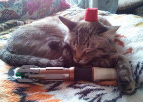 Whovian cat