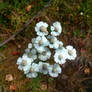 Lace flowers