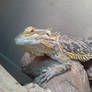 Bearded Dragon 3