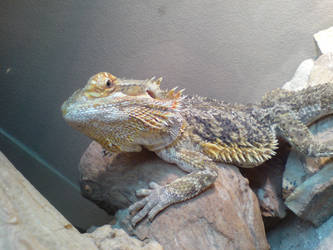 Bearded Dragon 3