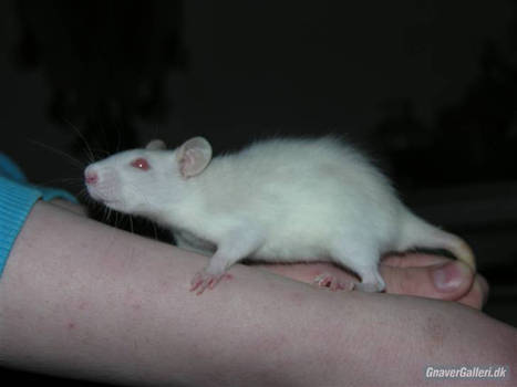 My rat SanDana