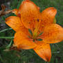 orange lily