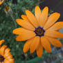 orange potted plant