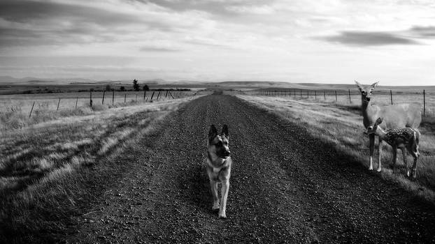 Dog on Country Road