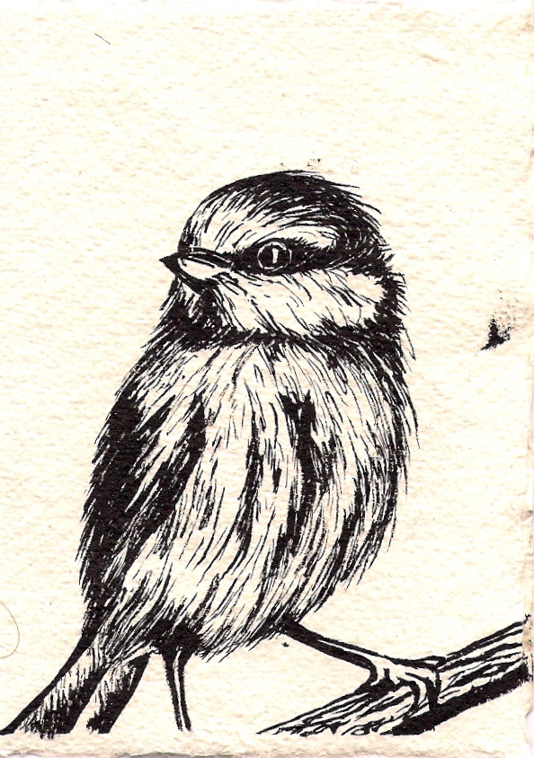 Blue Tit - Drawing