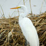 Snowy Egret on Reeds