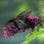 Black Butterfly on Butterfly Bush