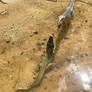 Prehistoric crocodile attacking a lone mapusaurus