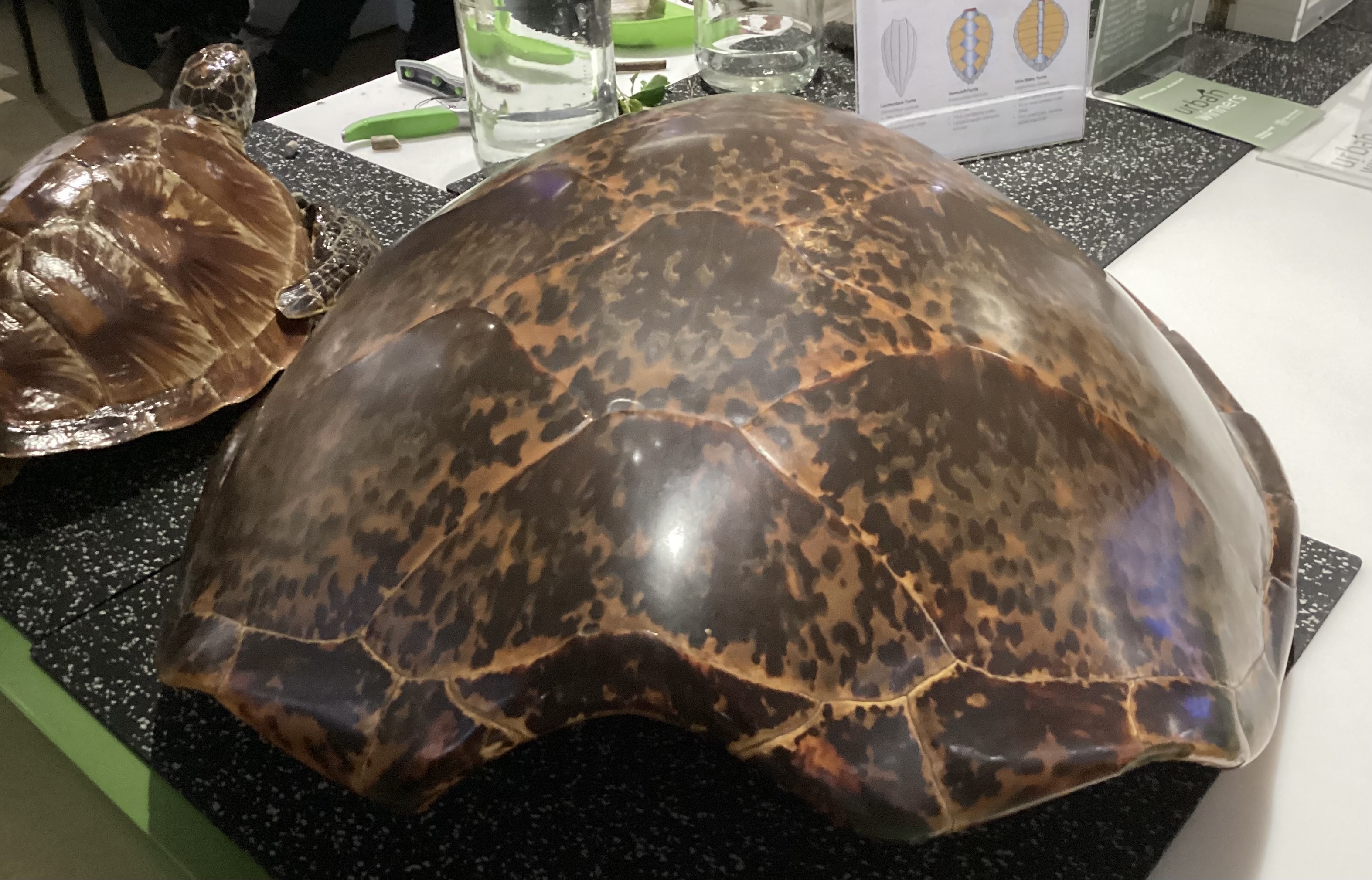 Sea turtle shell