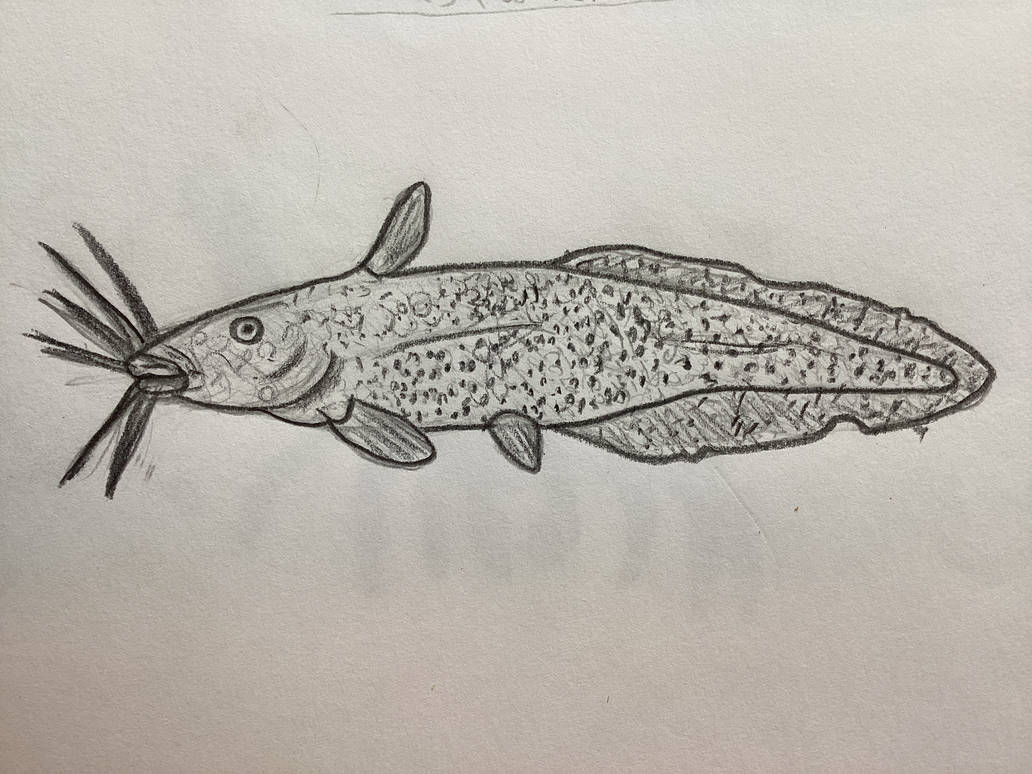 Freshwater eel tailed catfish outline by styracoart on DeviantArt