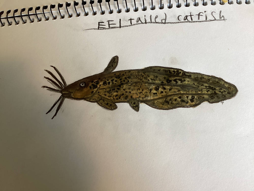 Eel tailed catfish finished by styracoart on DeviantArt