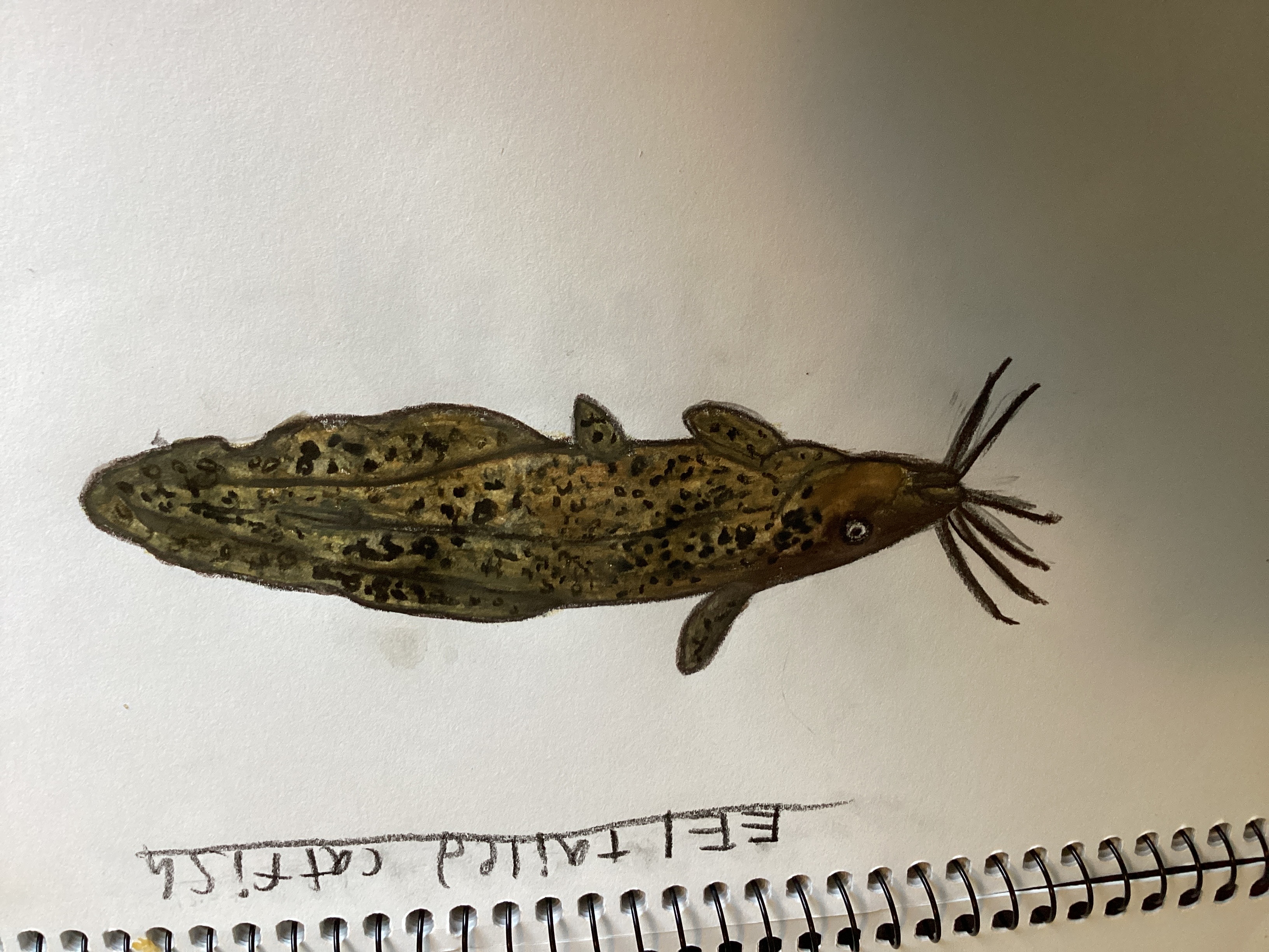 Eel tailed catfish finished