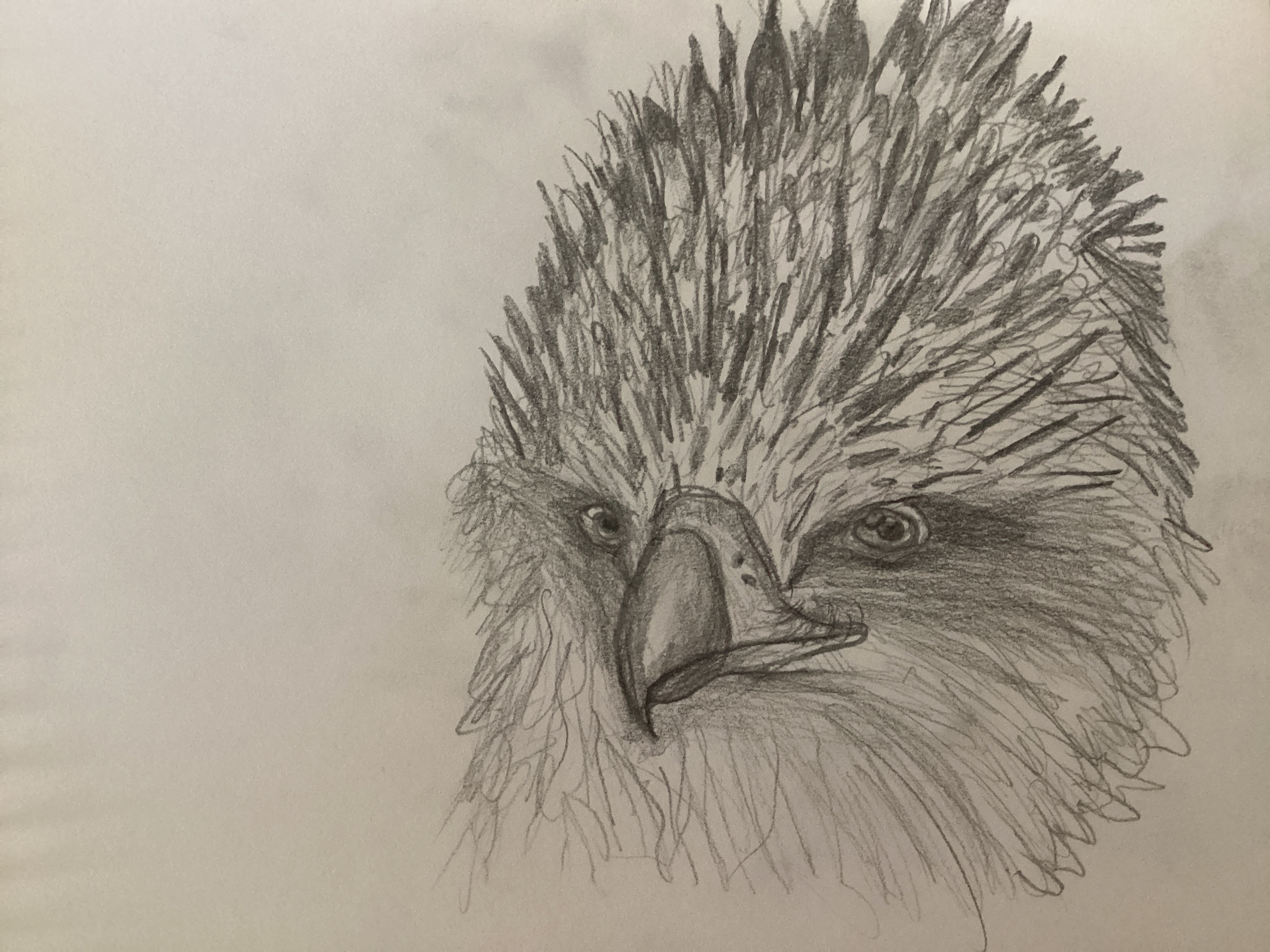 Phillipines eagle a gift for JWE1993