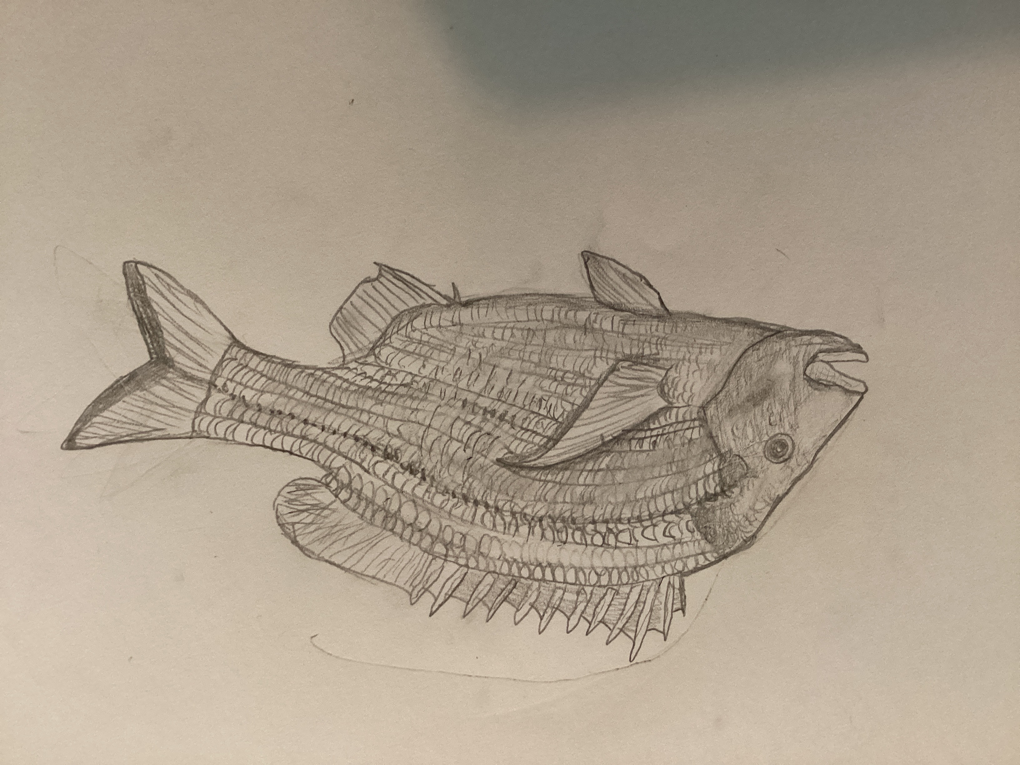 Australian yellowfin bream