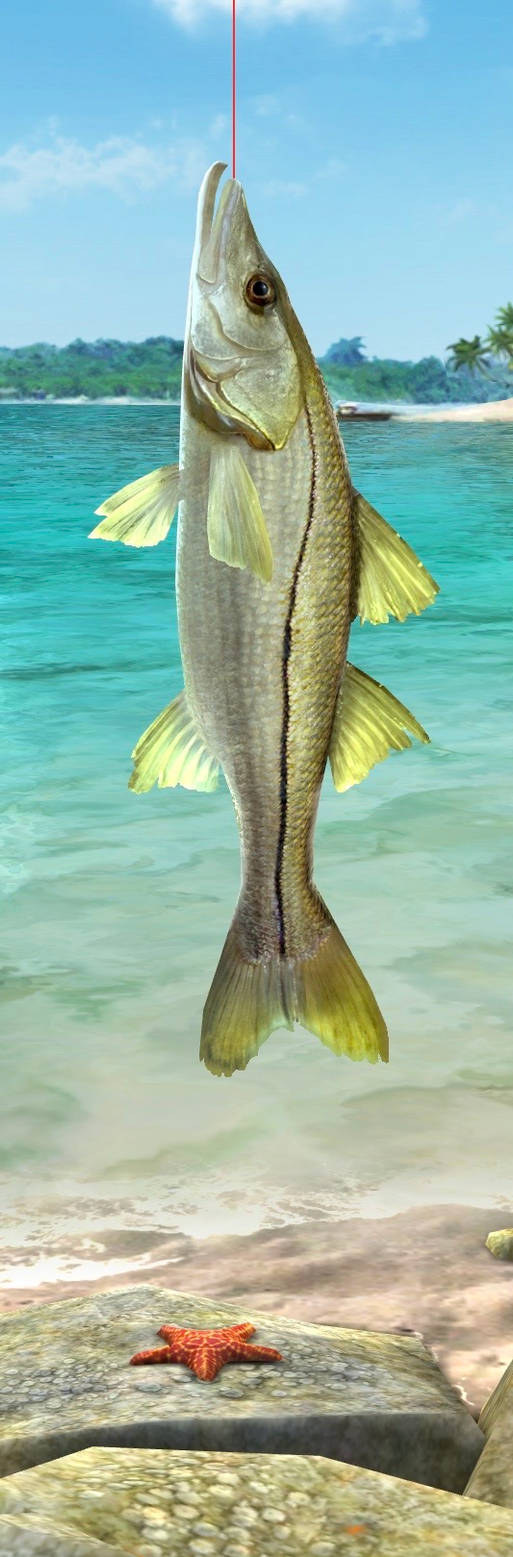 Common snook on the hook! by styracoart on DeviantArt