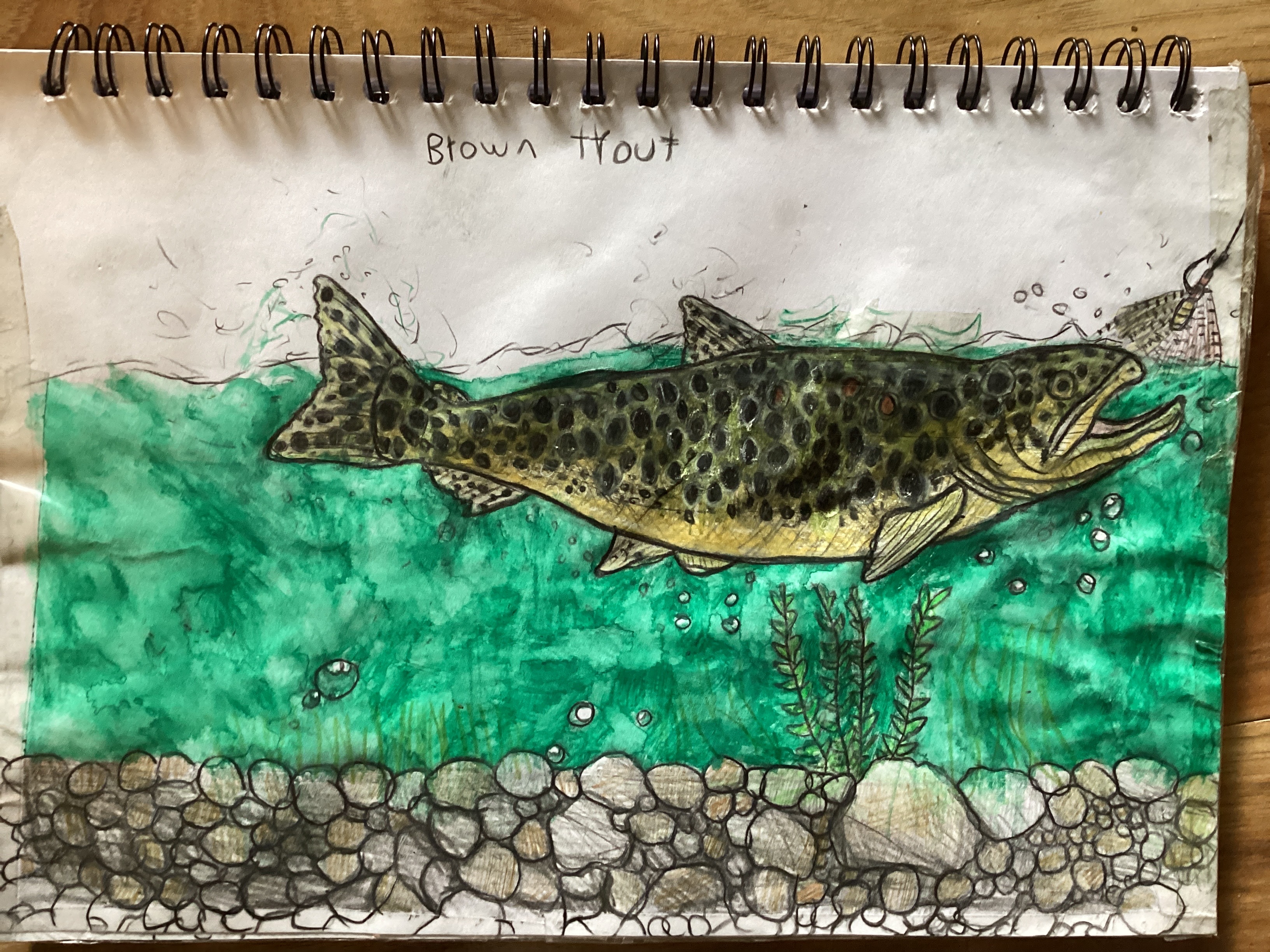 Brown trout chasing fly