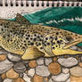 Brown trout in shallow water