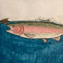 The rainbow trout art competition!