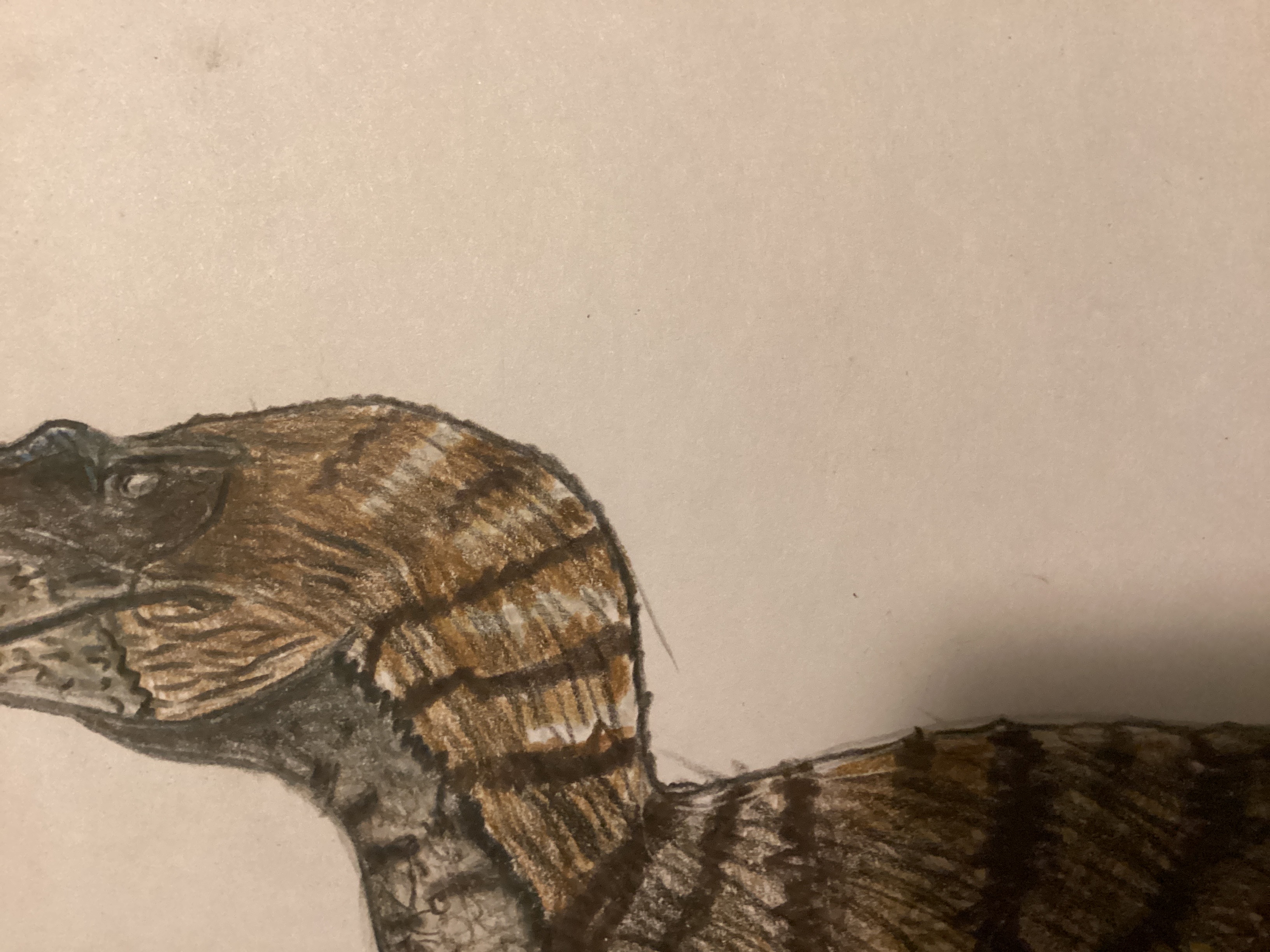 A sneak peak at the alioramus!