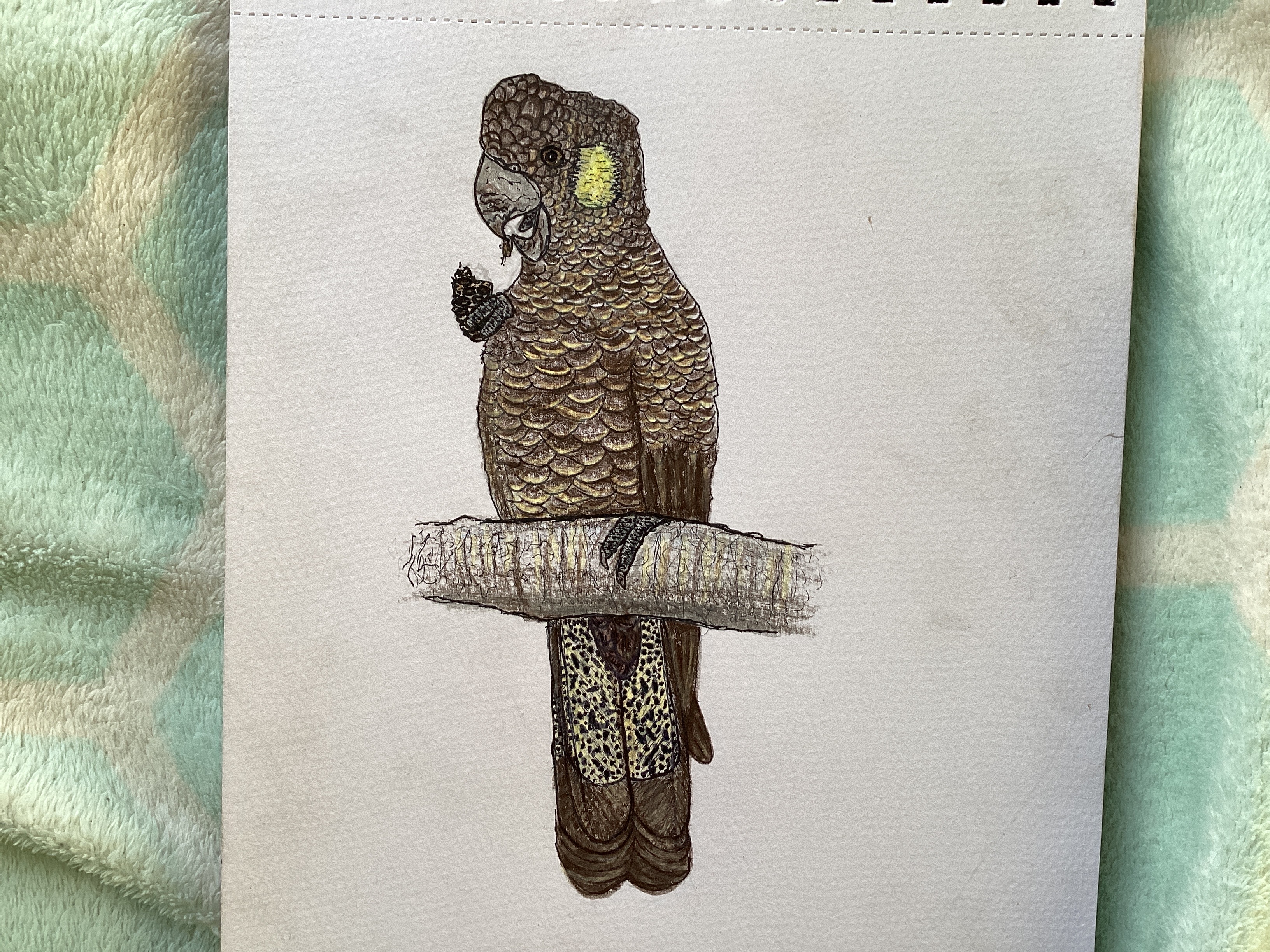 Yellow- tailed black cockatoo.