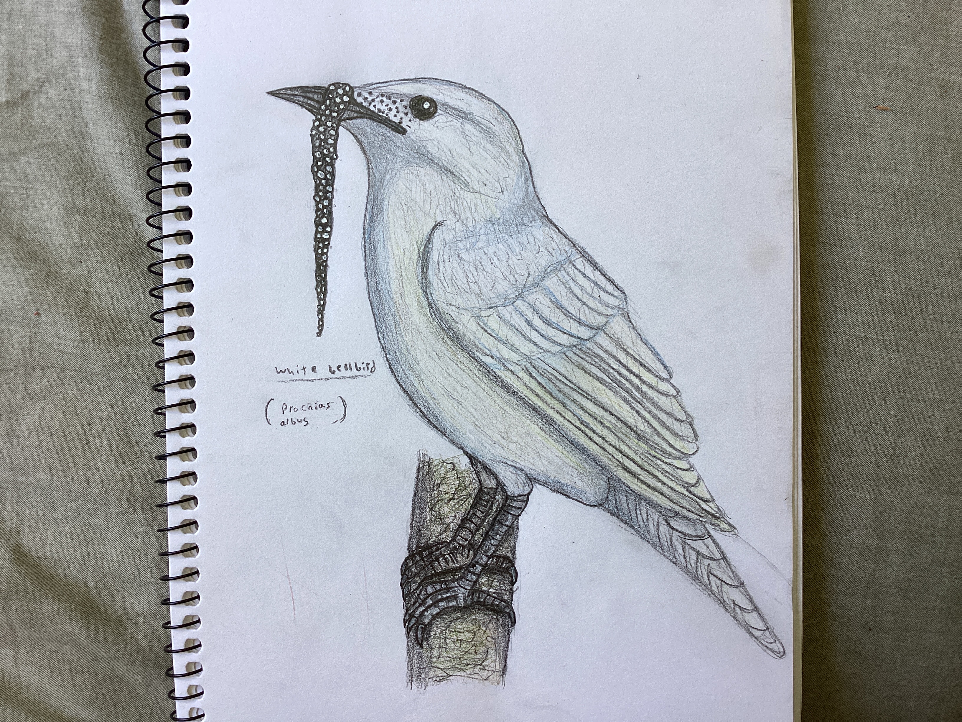 The white bellbird ( procnias albus )